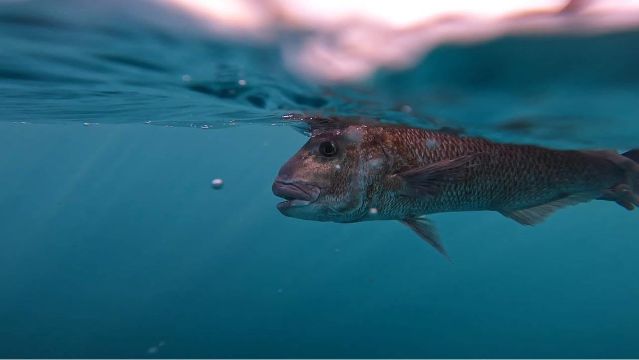 352235726_275204451543969_301559207865343744_n